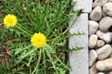 Stop weed infestation