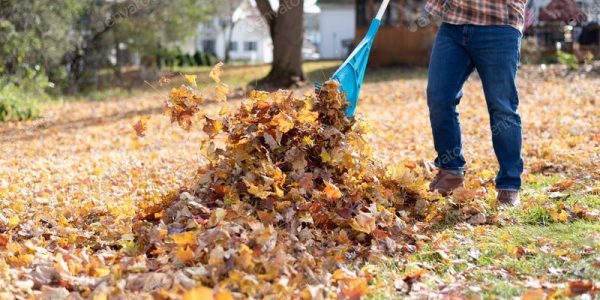 Fall cleanup and leaf blowing oak ridge nj