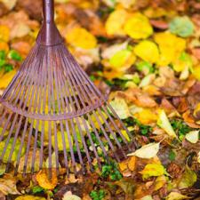 Fall cleanup